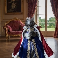 Scottish Fold, Kedi Silvester fotoğrafı