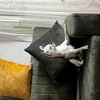 Doberman Pinscher, Köpek  Rocky fotoğrafı