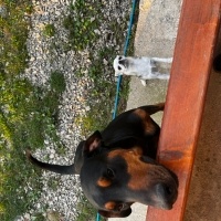 Doberman Pinscher, Köpek  Rocky fotoğrafı