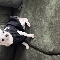 Doberman Pinscher, Köpek Rocky fotoğrafı