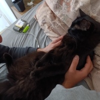 Tekir Kedi, Kedi  Mia fotoğrafı