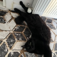 Bombay, Kedi Mia fotoğrafı