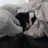 Tuxedo (Smokin) Kedi, Kedi  Loki fotoğrafı