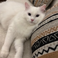 Ankara Kedisi, Kedi Luna fotoğrafı