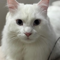 Ankara Kedisi, Kedi Luna fotoğrafı