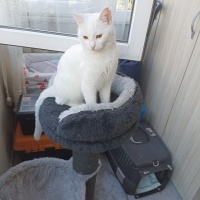 American Curl, Kedi Maya Crash fotoğrafı