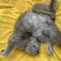Scottish Fold, Kedi  venüs fotoğrafı