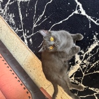 British Shorthair, Kedi  Balım fotoğrafı