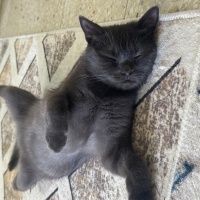 British Shorthair, Kedi  Balım fotoğrafı