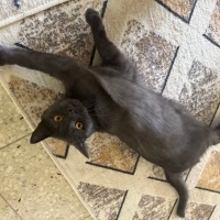 British Shorthair, Kedi  Balım fotoğrafı