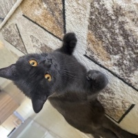 British Shorthair, Kedi  Balım fotoğrafı