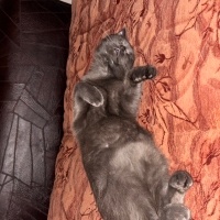 British Shorthair, Kedi  Balım fotoğrafı