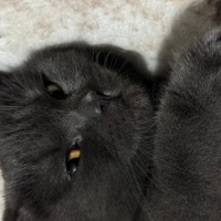 British Shorthair, Kedi  Balım fotoğrafı