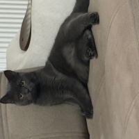 British Shorthair, Kedi  Balım fotoğrafı