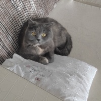 British Shorthair, Kedi  Luna fotoğrafı