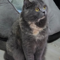 British Shorthair, Kedi  Luna fotoğrafı