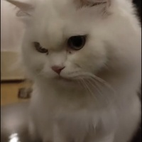 British Longhair, Kedi  PONÇİK fotoğrafı