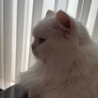British Longhair, Kedi  PONÇİK fotoğrafı