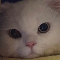 British Longhair, Kedi  PONÇİK fotoğrafı