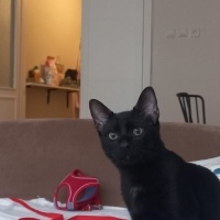 Bombay, Kedi Pars fotoğrafı