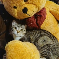Tekir Kedi, Kedi  Mavi fotoğrafı