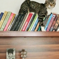 Tekir Kedi, Kedi Mavi fotoğrafı