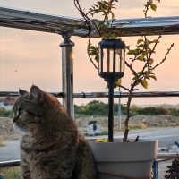 British Shorthair, Kedi  Venüs fotoğrafı