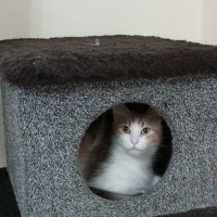 Tekir Kedi, Kedi  Yumak fotoğrafı