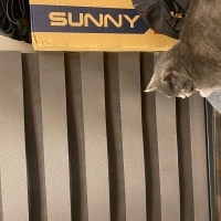 Scottish Fold, Kedi  Zeytin fotoğrafı