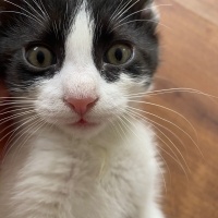 Tekir Kedi, Kedi  zeytin - kaju - fındık fotoğrafı
