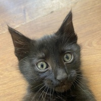 Tekir Kedi, Kedi  zeytin - kaju - fındık fotoğrafı