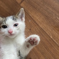 Tekir Kedi, Kedi  zeytin - kaju - fındık fotoğrafı