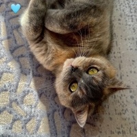 British Shorthair, Kedi  Luna fotoğrafı