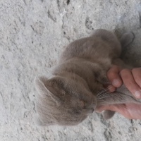 British Shorthair, Kedi  Fıstık fotoğrafı