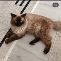 Ragdoll, Kedi  Tarçın fotoğrafı