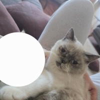 British Shorthair, Kedi Leydi fotoğrafı