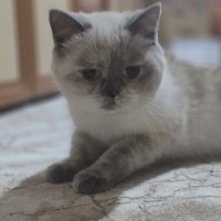 British Shorthair, Kedi Leydi fotoğrafı