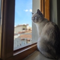 British Shorthair, Kedi Leydi fotoğrafı
