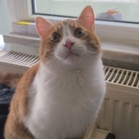 Sarman, Kedi Kavun fotoğrafı