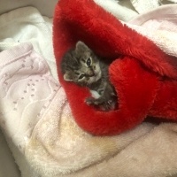 Tekir Kedi, Kedi Mocha fotoğrafı