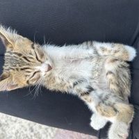 Tekir Kedi, Kedi çığlık fotoğrafı