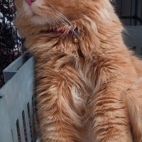 Sarman, Kedi İcardi fotoğrafı