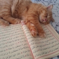 Sarman, Kedi İcardi fotoğrafı