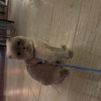 Scottish Fold, Kedi Miço fotoğrafı
