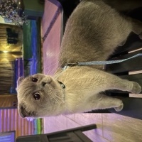 Scottish Fold, Kedi Miço fotoğrafı