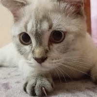 Scottish Fold, Kedi Güneş fotoğrafı