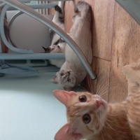 Scottish Fold, Kedi Güneş fotoğrafı