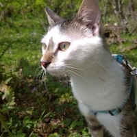 Tekir Kedi, Kedi Halo fotoğrafı