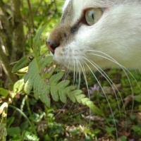 Tekir Kedi, Kedi Halo fotoğrafı