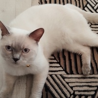 British Shorthair, Kedi Simba fotoğrafı